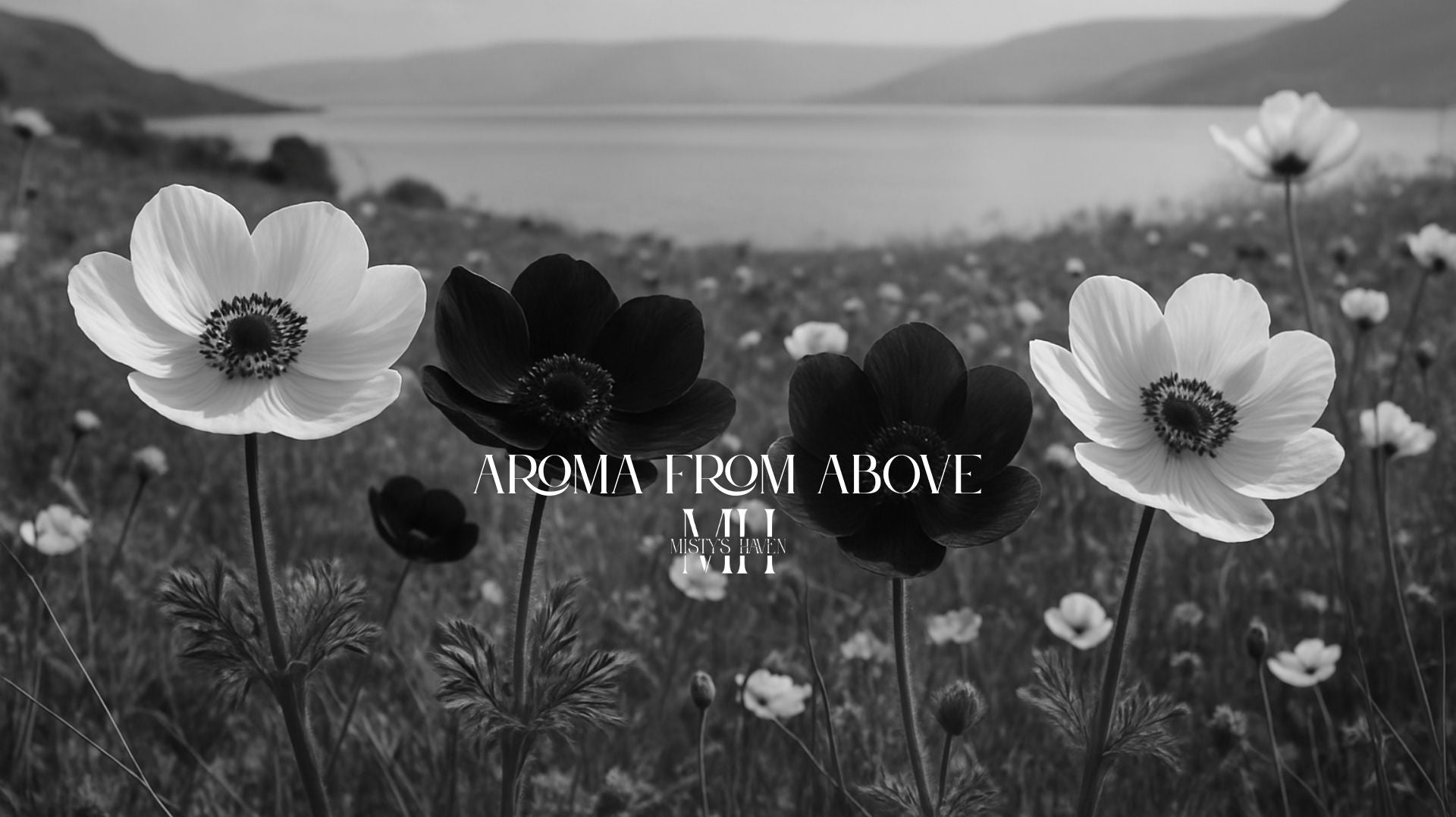 Anemones by the Sea: A Bloom of Faith Near the Galilee