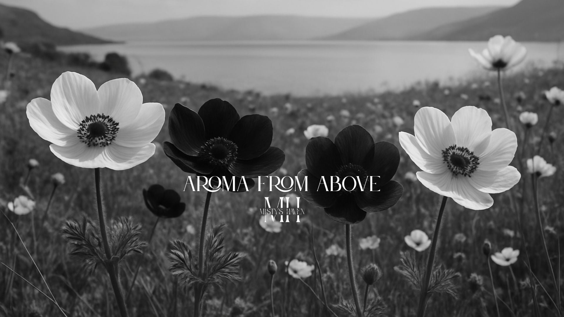 Anemones by the Sea: A Bloom of Faith Near the Galilee